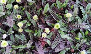 Sometimes called cartridge brass, it's commonly used for ammunition casings, radiator components, and decorative door hardware. Miniature Brass Buttons Plant Planting Leptinella Tips Epic Gardening