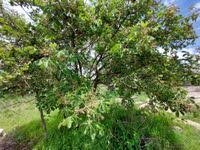 Image result for Vitex payos