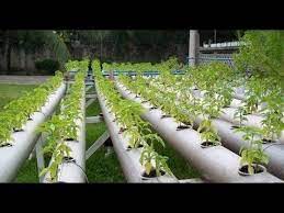 Successful Hydroponics Agriculture In Punjab India Youtube Hydroponics Hydroponic Farming Hydroponic Growing