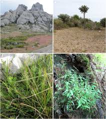Image result for Panicum trichocladum