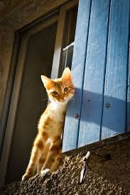 We offer a variety of doors to accommodate furry friends of all sizes. 900 Cats In Windows Doorways Ideas In 2021 Cats Crazy Cats Cats And Kittens