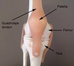 Image result for Prepatellar Bursa Injection