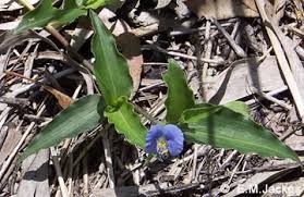 Image result for Commelina nyasensis