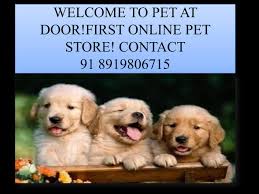 Puppies are not delivered by the stork, since your pup will live to be 10 plus years old, it is in your best interest to know where your dog how to avoid a puppy mill. Your Key To Success Buy Sell Puppies Pet Shops For Dogs Pet Shops For Rabbit Local Pets For Sa By Petat Door Issuu