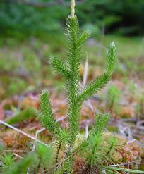 Image result for Lycopodium