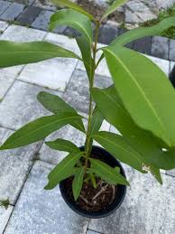 Image result for Syzygium cumini