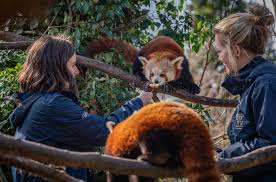 Maybe you would like to learn more about one of these? When You Are With The Animals You Just Go Into A Different World What It S Like To Be A Zoo Keeper