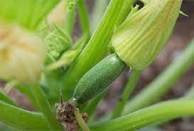 What kind of pollinators does zucchini attract. Gardenzeus Quick Tips Pollination Issues With Zucchini And Other Summer Squash