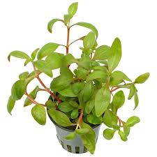 Image result for Floscopa glomerata