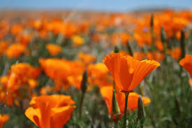 Check spelling or type a new query. Antelope Valley California Poppy Reserve Modern Hiker