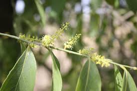 Image result for Opilia amentacea