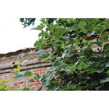 For the first cropping, the trees were headed back on january 10. Fig Tree Violette Dauphine Ficus Carica Violette Dauphine