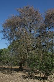 Image result for Philenoptera bussei