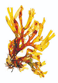 Image result for Droguetia