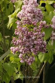 Image result for Buchnera usuiensis