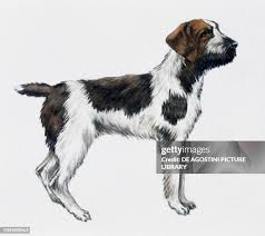 Image result for griffon korthalsův