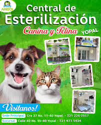 Veterinaria yopal | Hospital Veterinario Los Mejores Amigos | Urgencias veterinarias 24 horas