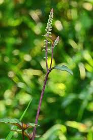 Image result for Cyathula