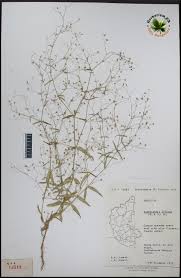 Image result for Oldenlandia affinis