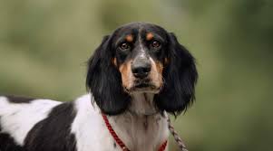 Cockapoo (cocker spaniel x poodle). Cocker Spaniel Mixes 30 Adorable Cocker Crossbreeds