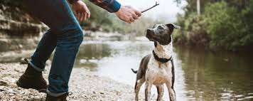 Pet stop dealer near me. Dogwatch The Original Hidden Dog Fence Company