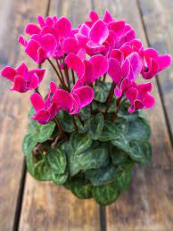 20 Flowering Houseplants That Will Add