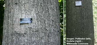 Oak tree young illustrations & vectors. Types Of Oak Trees With Their Bark And Leaves Identification Guide