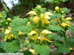 Image result for Lamium galeobdolon