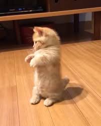 Watch Me Hooman Video Cute Baby Animals Cute Funny Animals Cute Animals