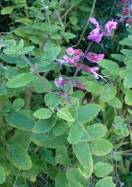 Image result for Syncolostemon