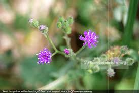 Image result for Vernonia schlechteri