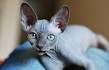 Sphynx Kittens for Sale - Adoptapet - Adopt a dog or ...