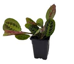 Image result for maranta