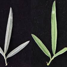 Image result for Indigastrum parviflorum