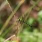 Identifying the Common Dragonflies of Loudoun