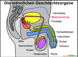 8 Mannliche Geschlechtsorgane Ableitenden Samenwege Akzessorischen Drusen Und Penis Karteikarten Quizlet
