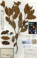 Image result for Parinari excelsa