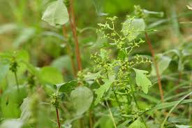 Image result for Dysphania congolana