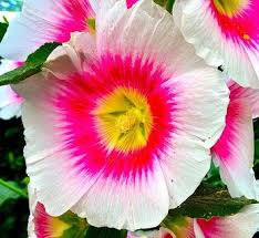 Image result for Felicia filifolia