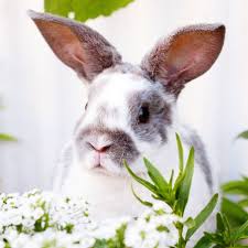 Enter a location to see results close by. The 15 Best Rabbit Breeds A Complete Breed Guide To Adopting A Bunny