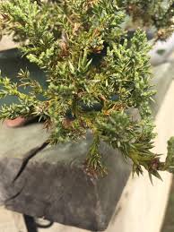 Keep plants healthy by eradicating these common pests by janet loughrey. Are These Spider Mites On My Needle Juniper Bonsai