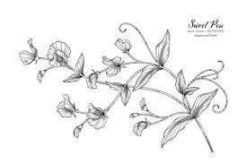 See more ideas about sweet pea tattoo, tattoos, flower tattoos. Premium Vector Collection Set Of Sweet Pea Flower And Leaves Drawing Illustration