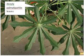 Image result for Manihot glaziovii