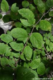 Image result for Celtis zenkeri