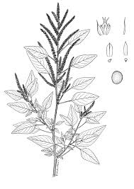 Image result for Amaranthus dubius