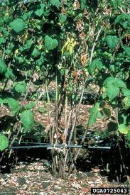 Raspberry plants have a perennial root system. Phytophthora Root Rot Of Raspberry Phytophthora Fragariae Rubi On European Red Raspberry Rubus Idaeus 0725043