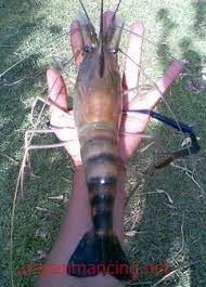 Umpan Jitu Dan Cara Mancing Udang Galah Umpan Ikan