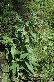 Image result for Cynoglossum coeruleum
