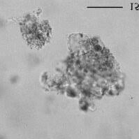 Image result for Sporobolus mildbraedii