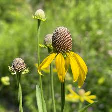 Image result for Cineraria pinnata